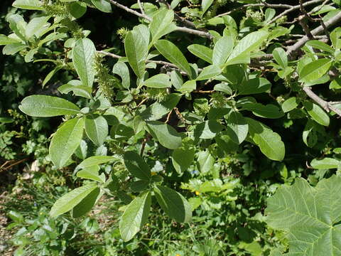 Image of Salix appendiculata Vill.