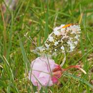 Image of orange tip