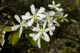 Image of Allegheny Serviceberry