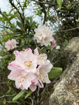 Imagem de Rhododendron simiarum Hance