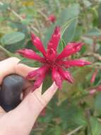 Image of purple cestrum