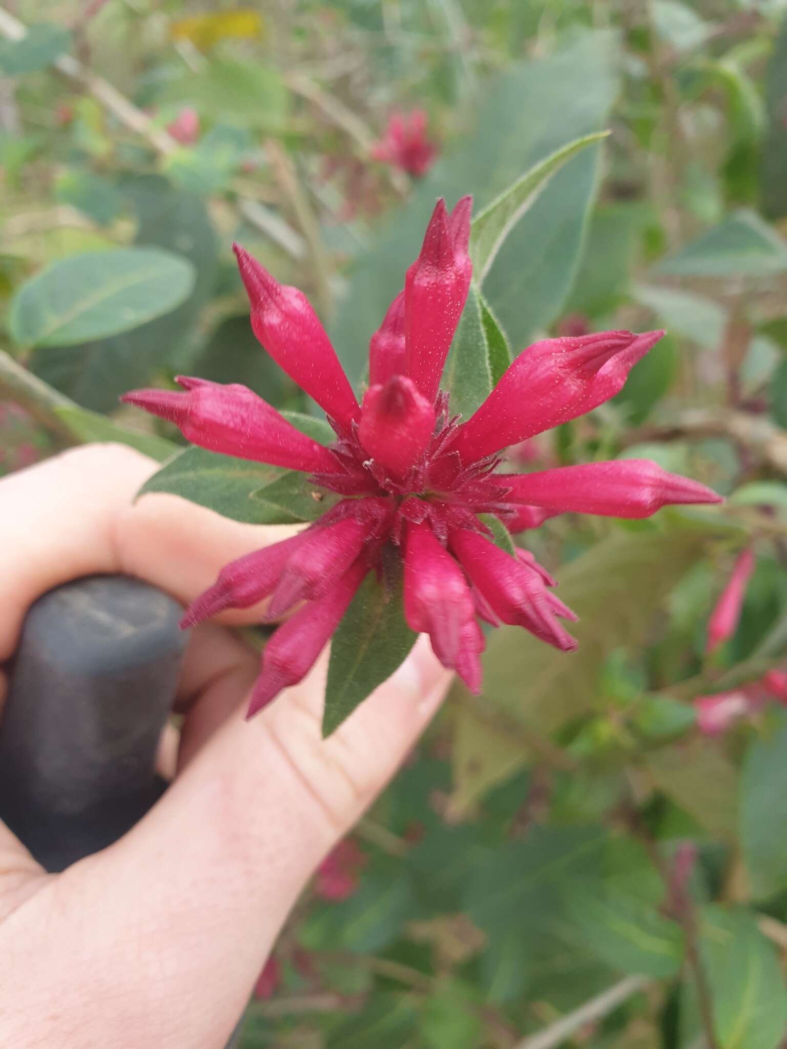 Image of purple cestrum