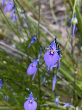 Image of Pigea calycina DC.