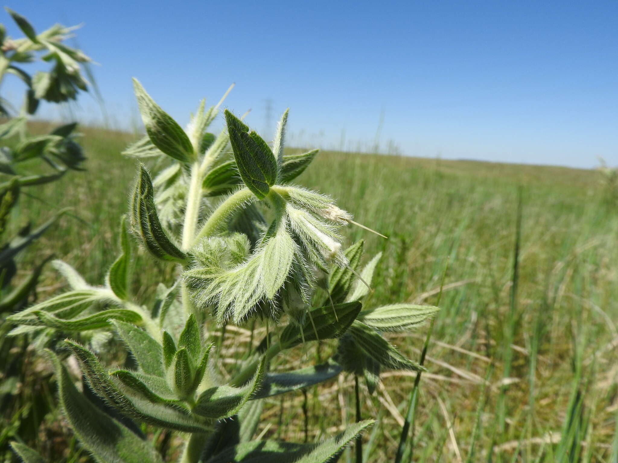 Image of western marbleseed