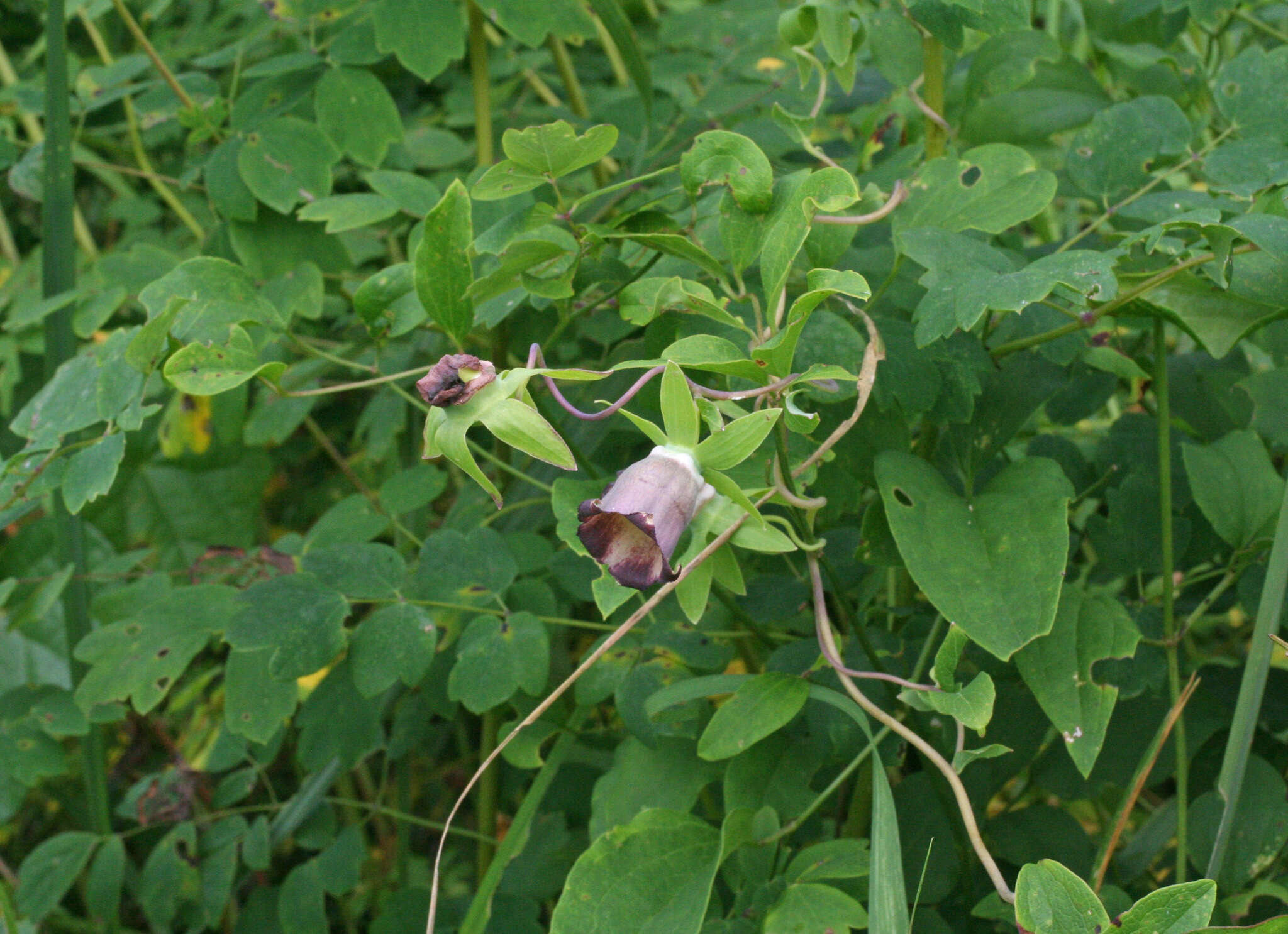 Image of Codonopsis ussuriensis (Rupr. & Maxim.) Hemsl.