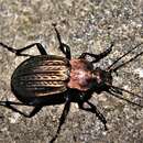 Plancia ëd <i>Carabus cancellatus carinatus</i>