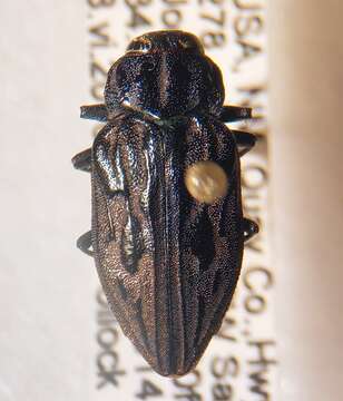 Image of Chrysobothris quadrilineata Le Conte 1860