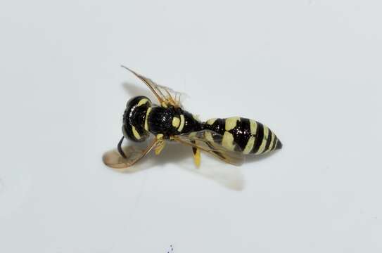 Image of Philanthus venustus (Rossi 1790)