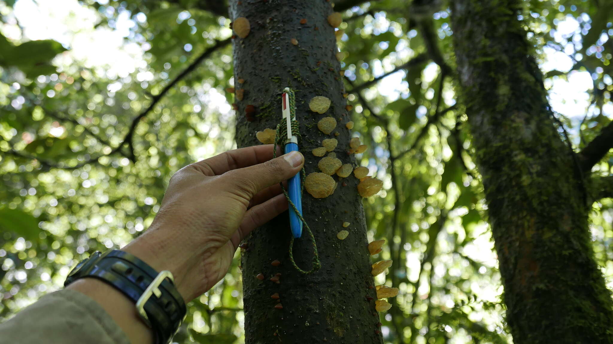 Image of Auricularia minor Kobayasi 1981