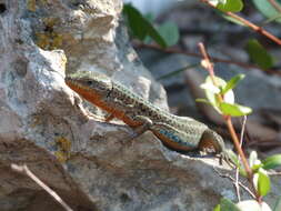 Image of Dalmatian Wall Lizard