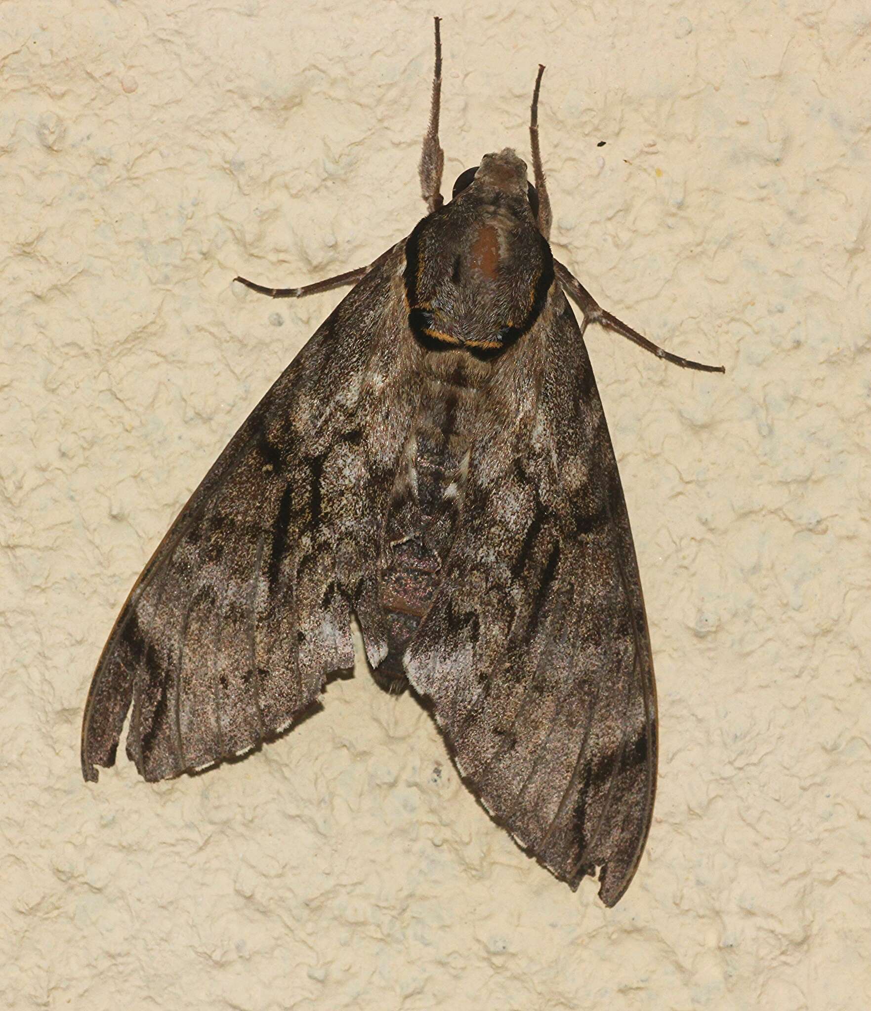 Image of Gray hawk moth