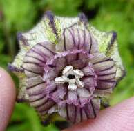 Plancia ëd Silene nigrescens (Edgew.) Majumdar