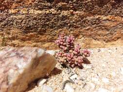 Image of Crassula elegans Schönl. & Baker fil.