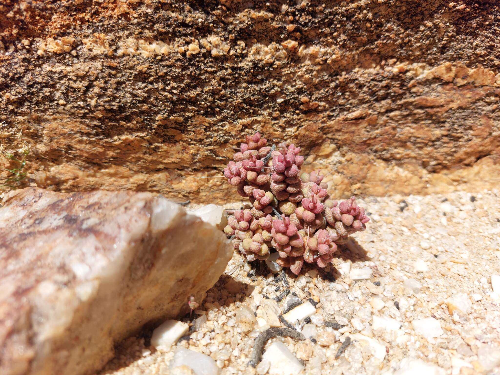 Image of Crassula elegans Schönl. & Baker fil.