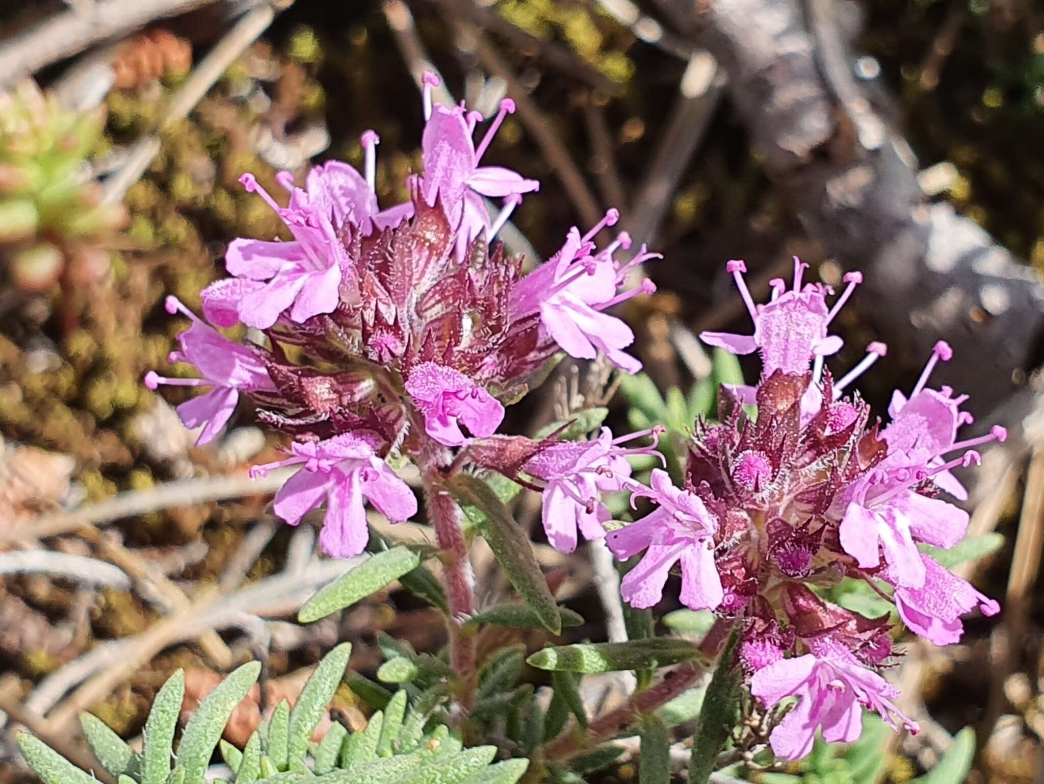 Image of Thymus willdenowii Boiss.