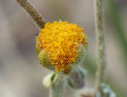 Image of Artemisia potentilloides var. nitrophila (Cronquist) C. R. Hobbs & B. G. Baldwin