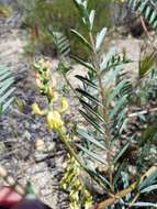 Astragalus douglasii var. perstrictus (Rydb.) Munz & Mc Burney resmi