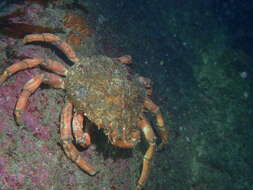 Image of Atlantic spider crab