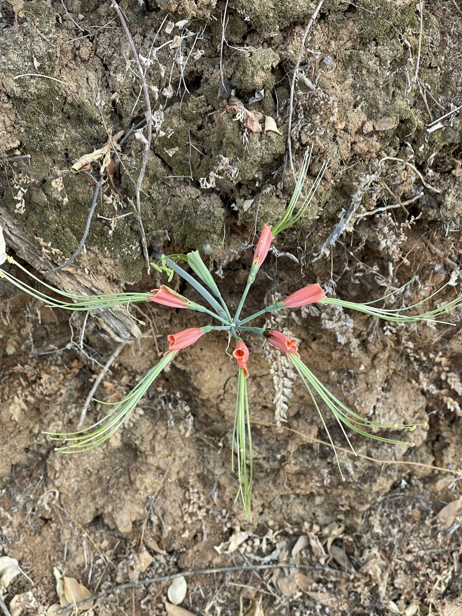 Image of Eucrosia eucrosioides (Herb.) Pax