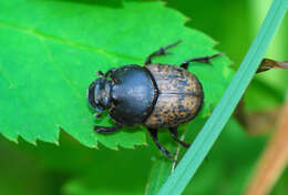 Image of Onthophagus (Palaeonthophagus) gibbulus (Pallas 1781)