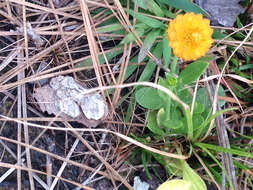 Sivun Polygala lutea L. kuva