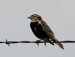 Image of Chestnut-collared Longspur