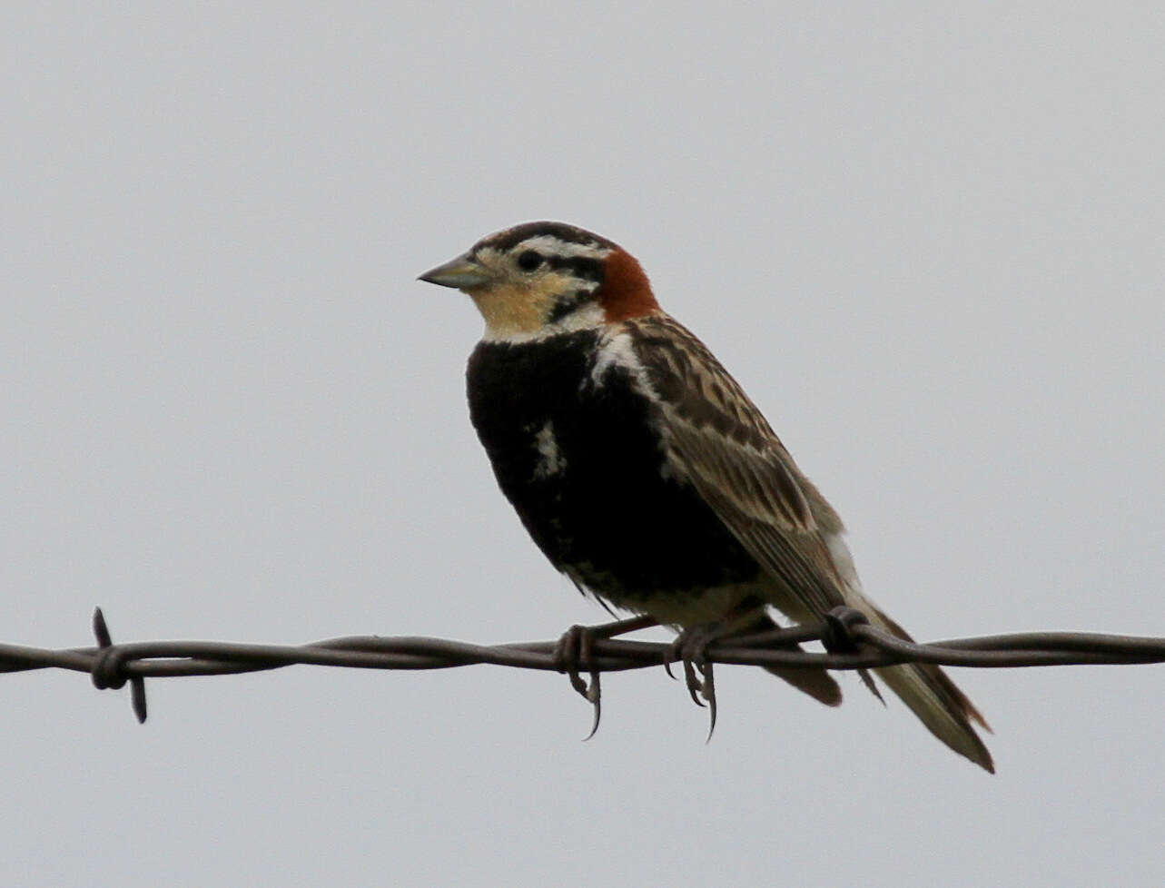 Image of Chestnut-collared Longspur