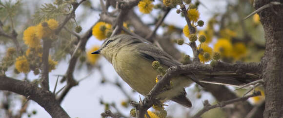 Image of Greater Wagtail-Tyrant