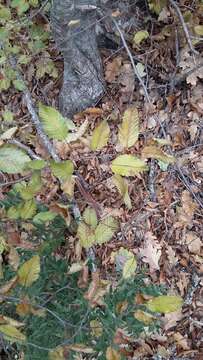 Image of Eastern Hornbeam