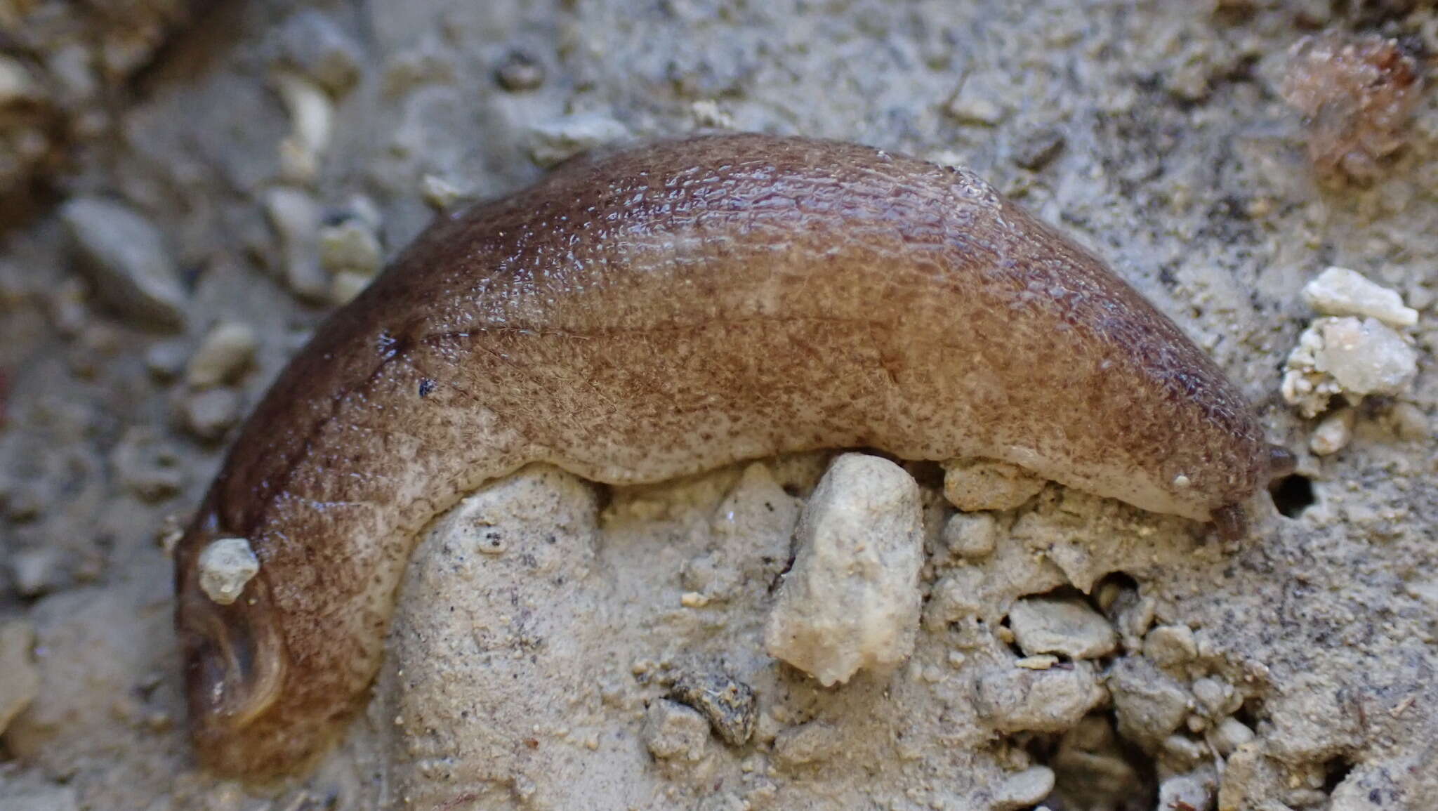 Image of Shelled slug