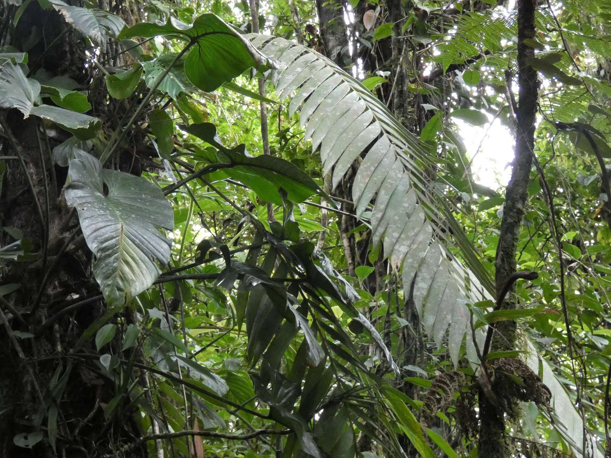 Image of Zamia pseudoparasitica J. Yates