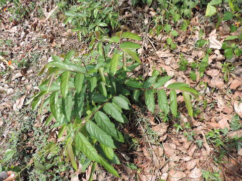 Image of Glochidion philippicum (Cav.) C. B. Rob.