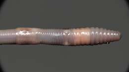 Image of Blackhead worm