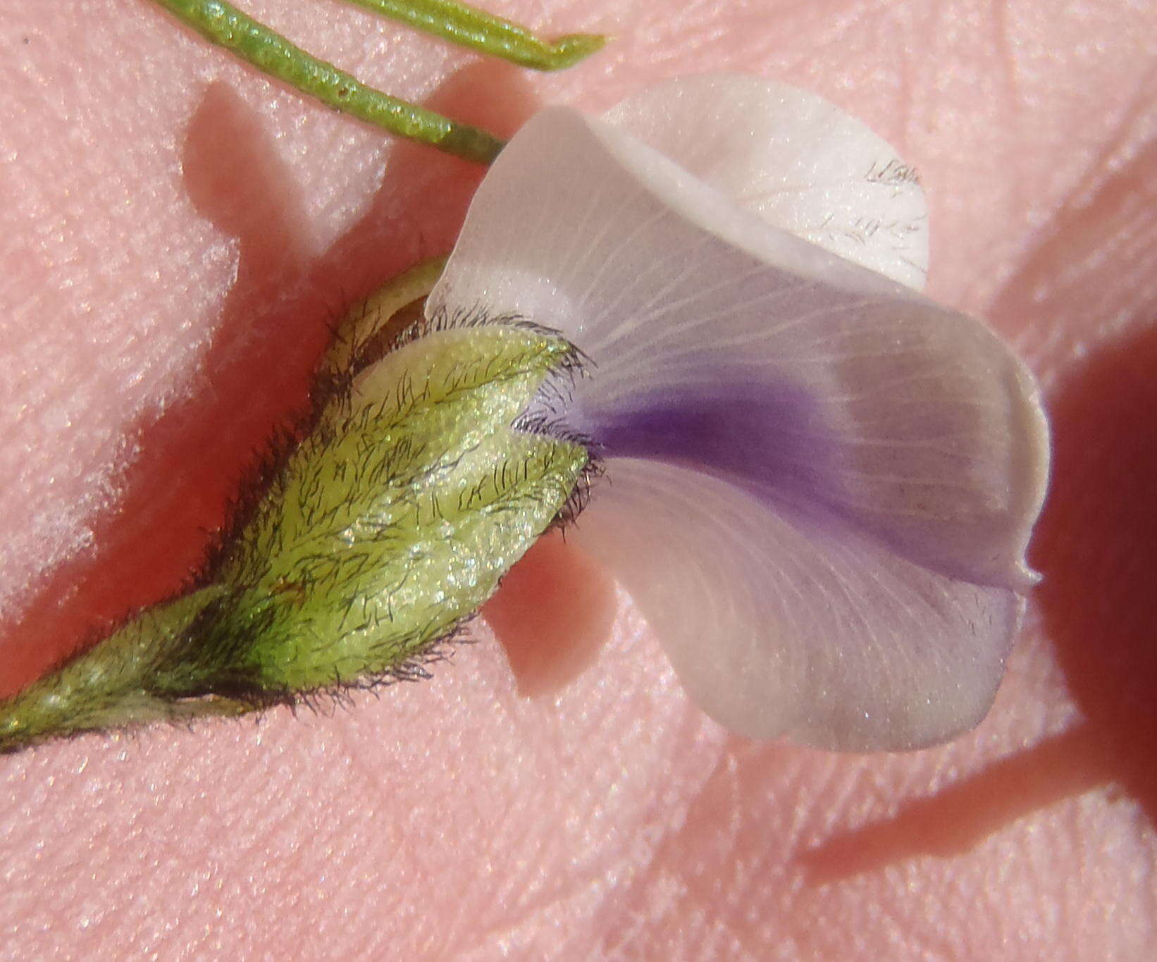 Image of Psoralea kougaensis