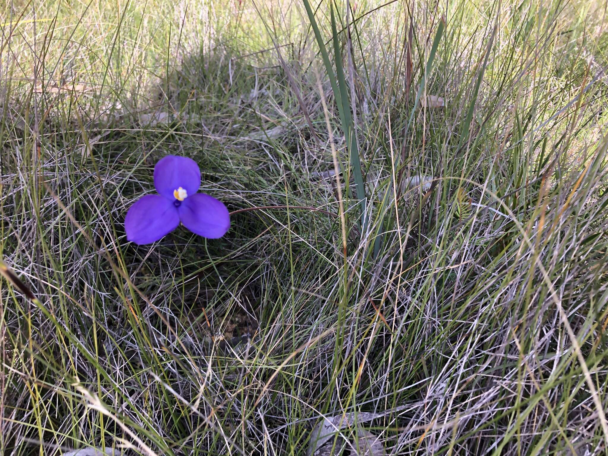 Image of Patersonia sericea R. Br.