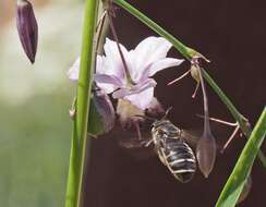 Lasioglossum calophyllae (Rayment 1935)的圖片