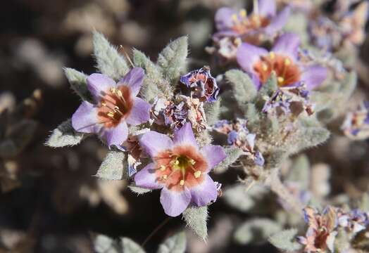 Image of Tiquilia atacamensis (Phil.) A. Richardson