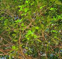 Image of Ficus luschnathiana (Miq.) Miq.