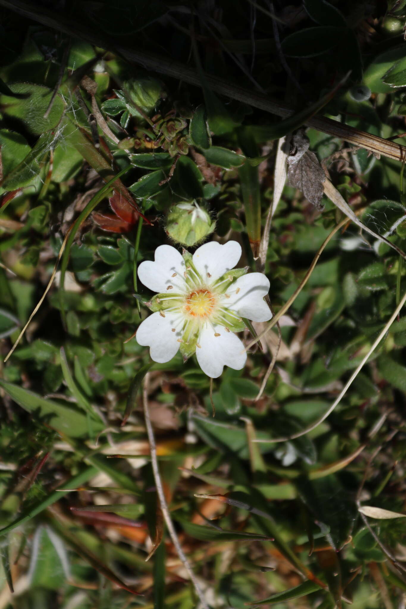 Image of Potentilla montana Brot.