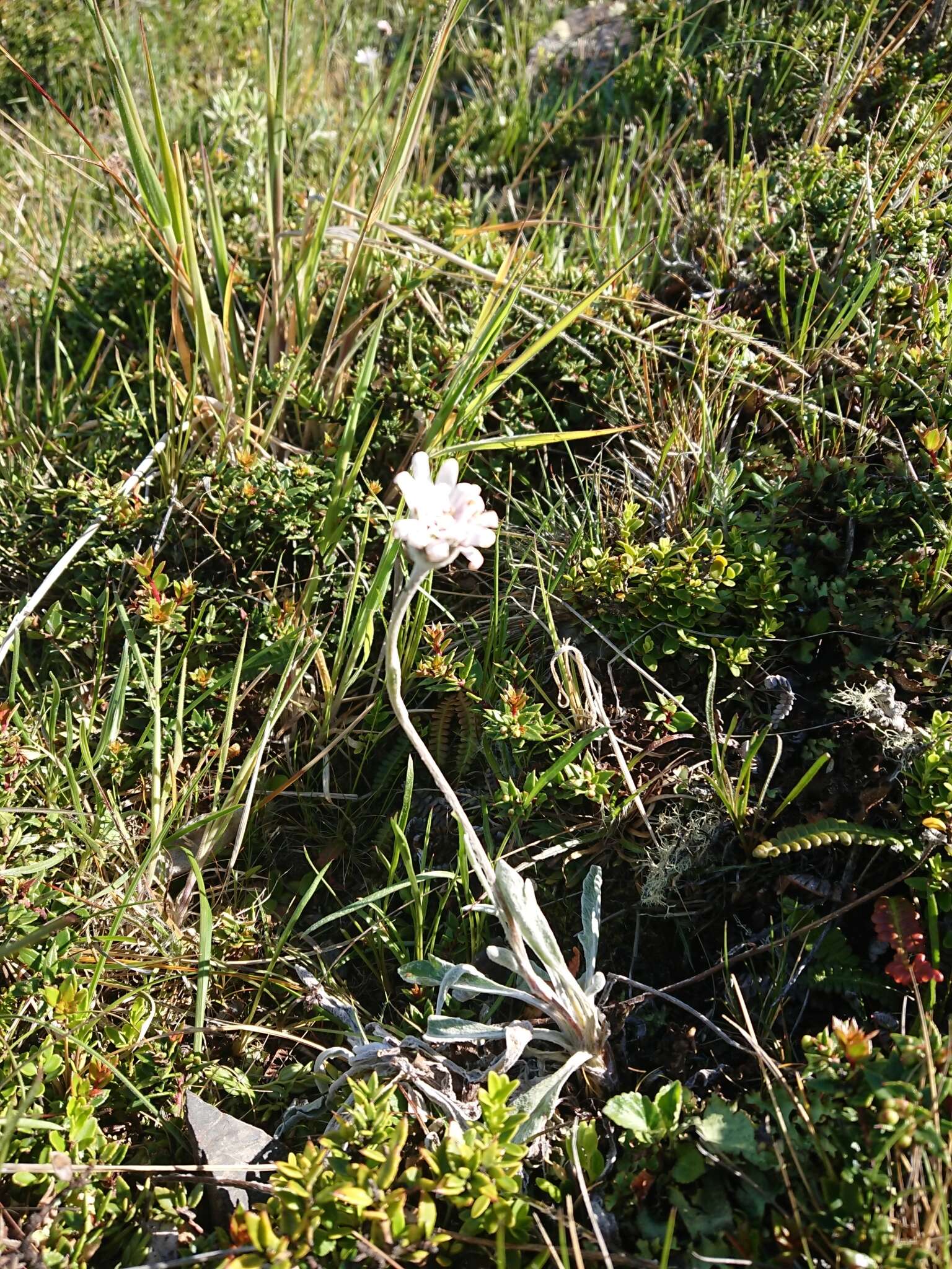 Image of Leucheria hahnii Franch.