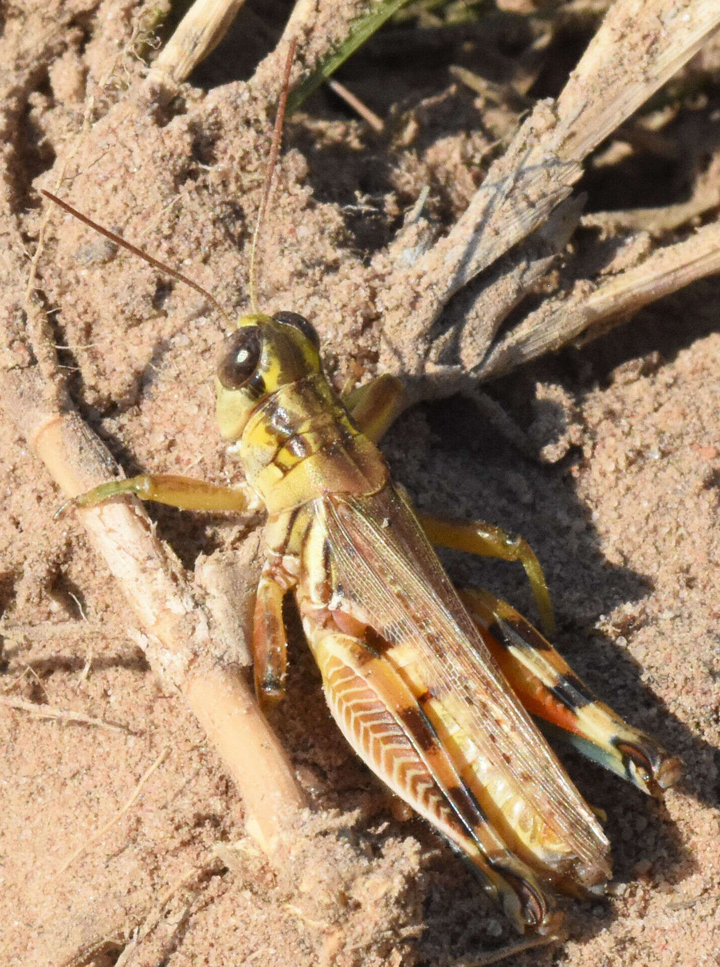 Слика од Melanoplus bispinosus Scudder & S. H. 1897