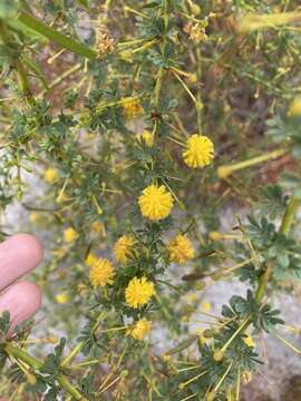 Acacia pulchella R. Br. resmi