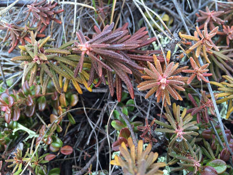 Imagem de Rhododendron groenlandicum (Oeder) K. A. Kron & W. S. Judd