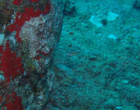 Image of Blue-stripe blenny