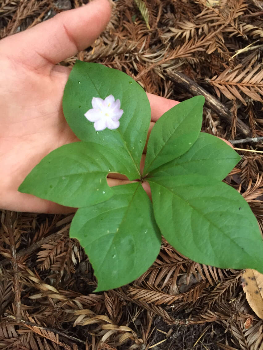 Image of Western Starflower