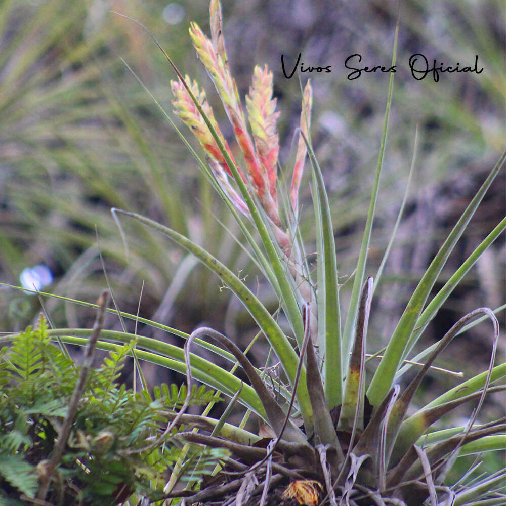 Слика од Tillandsia inopinata Espejo, López-Ferr. & W. Till