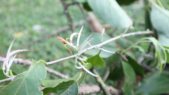 Imagem de Dendrophthoe curvata (Bl.) Bl.