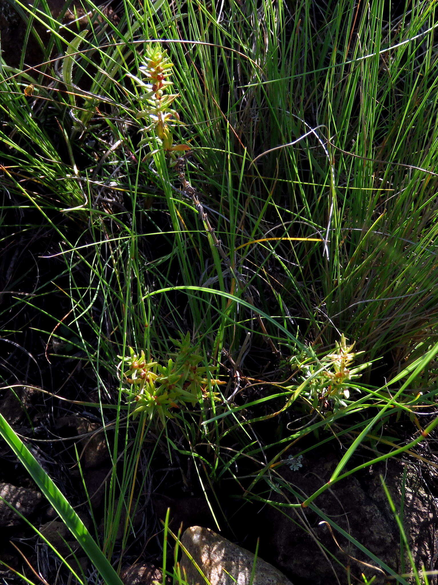 Image de Nenax microphylla (Sond.) Salter