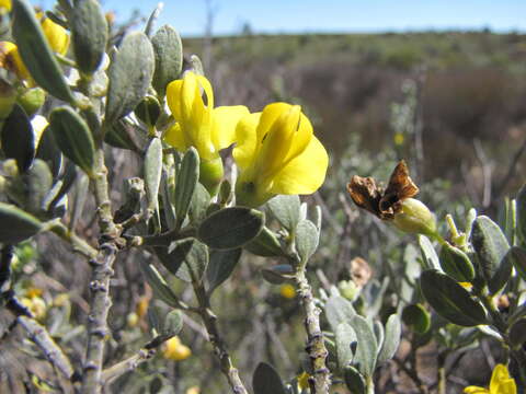 Plancia ëd <i>Xiphotheca canescens</i>