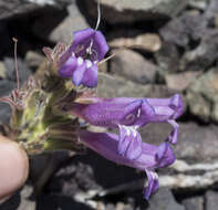 Image of Snow Mountain beardtongue